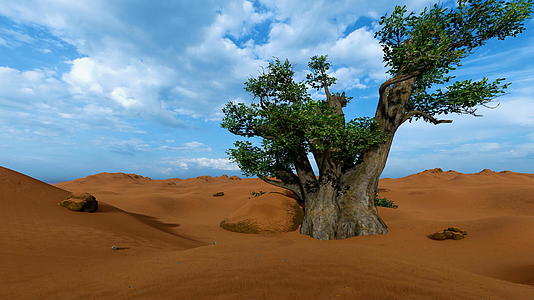 非洲沙漠中的一棵巴巴树视频的预览图