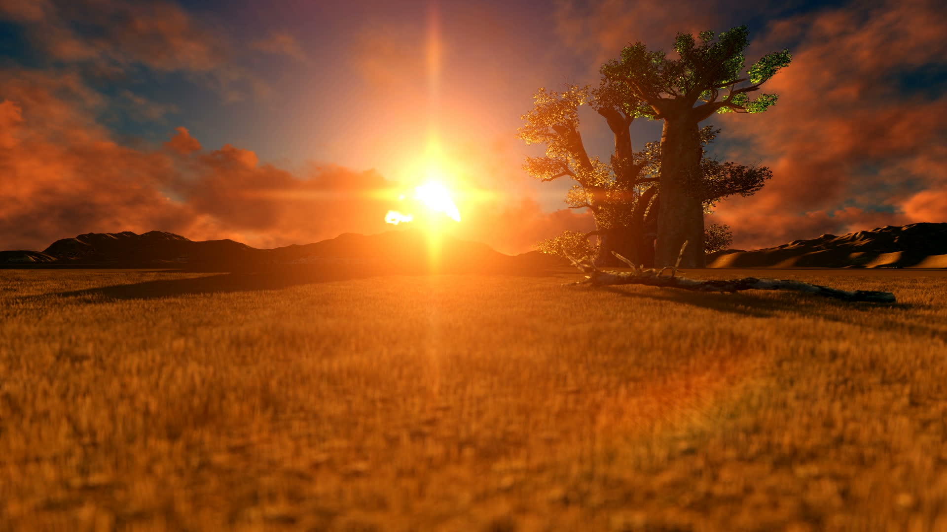 非洲沙漠日落时有巴比树视频的预览图