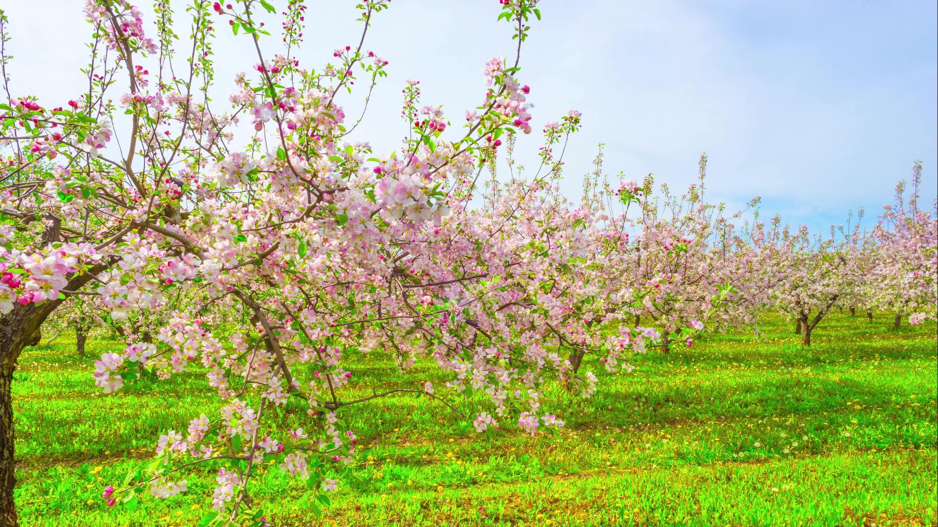 开花的苹果果园和滑动器时间折叠视频的预览图