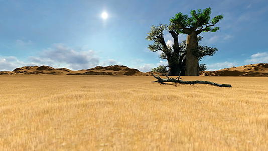 非洲地貌的单树巴巴斜坡视频的预览图