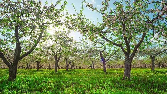 盛开的苹果果园与起重机一起过时视频的预览图