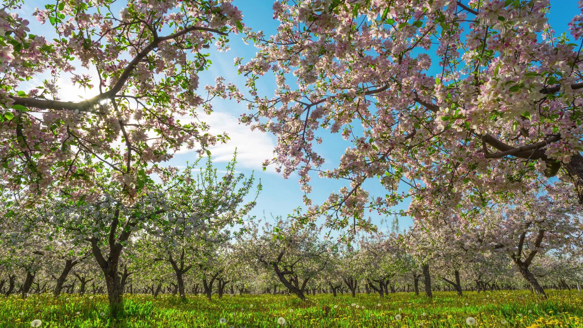 盛开的苹果果园与起重机一起过时视频的预览图
