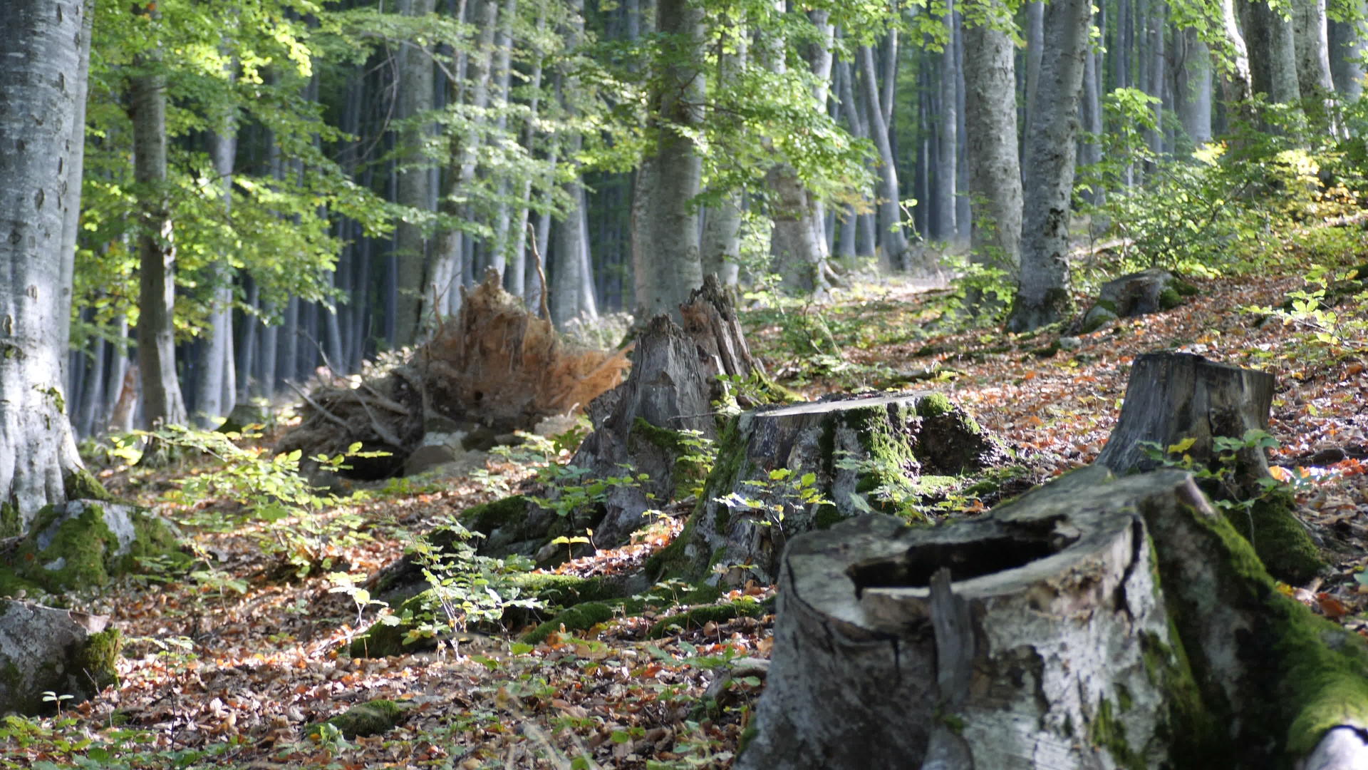 林中枯树被砍倒视频的预览图