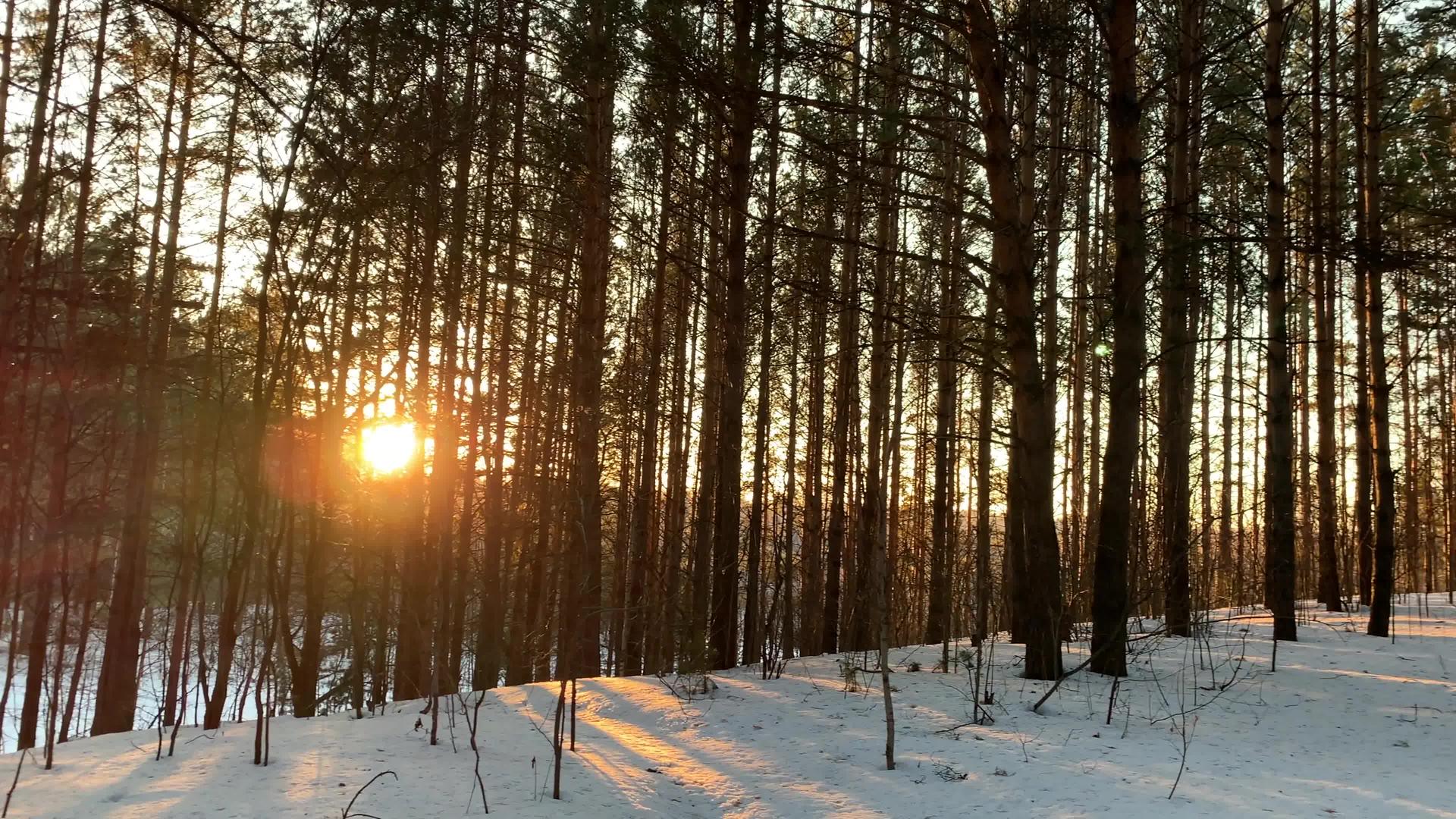 冬天阳光穿过森林树木寒冷视频的预览图