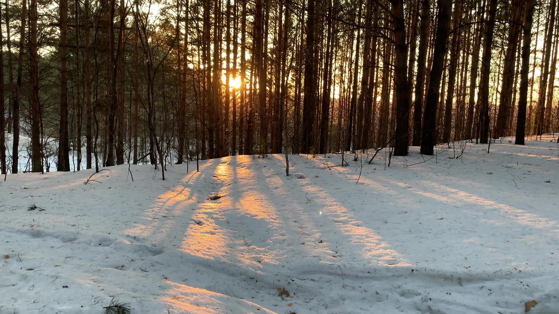 冬天阳光穿过森林中的树木针叶林相机向上移动视频的预览图