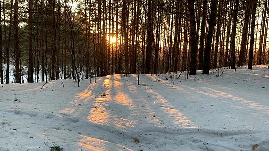 冬天 阳光穿过森林中的树木 针叶林相机向上移动视频的预览图