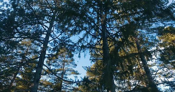 无人驾驶飞机在空中飞越森林在松树顶部飞行太阳照耀着视频的预览图