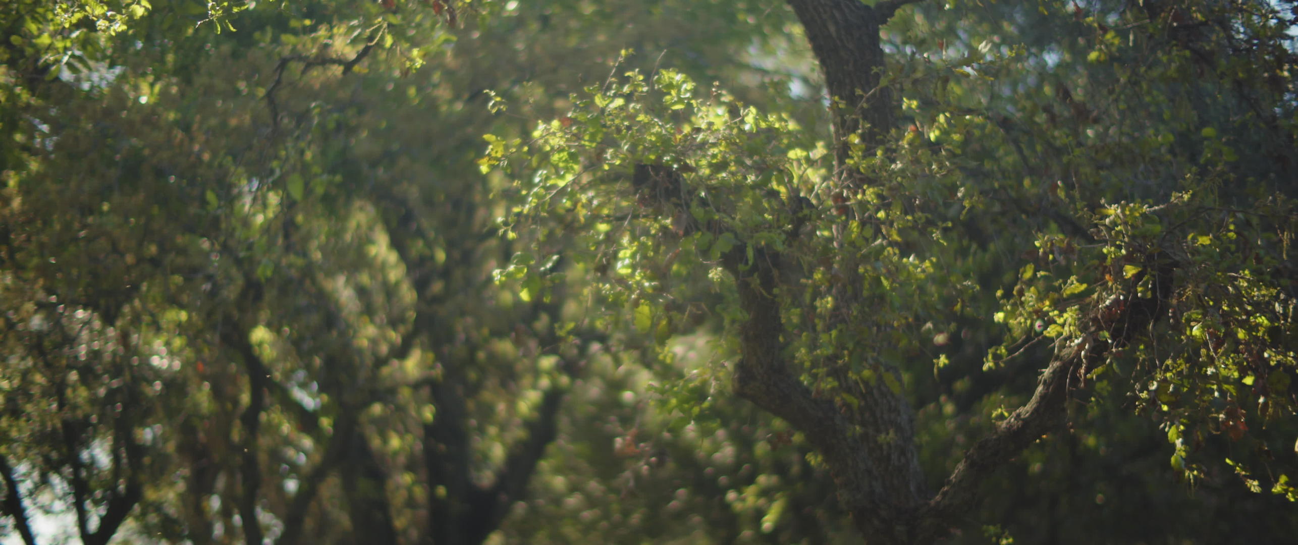 轻轻地照亮树叶的阳光视频的预览图