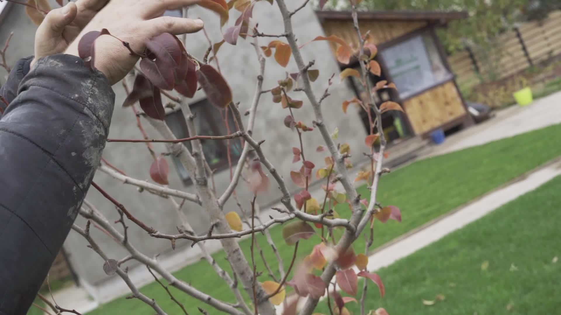 冬季前用手将干叶树从树上除去视频的预览图