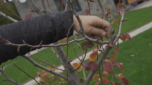 冬季前用手将干叶树从树上除去视频的预览图