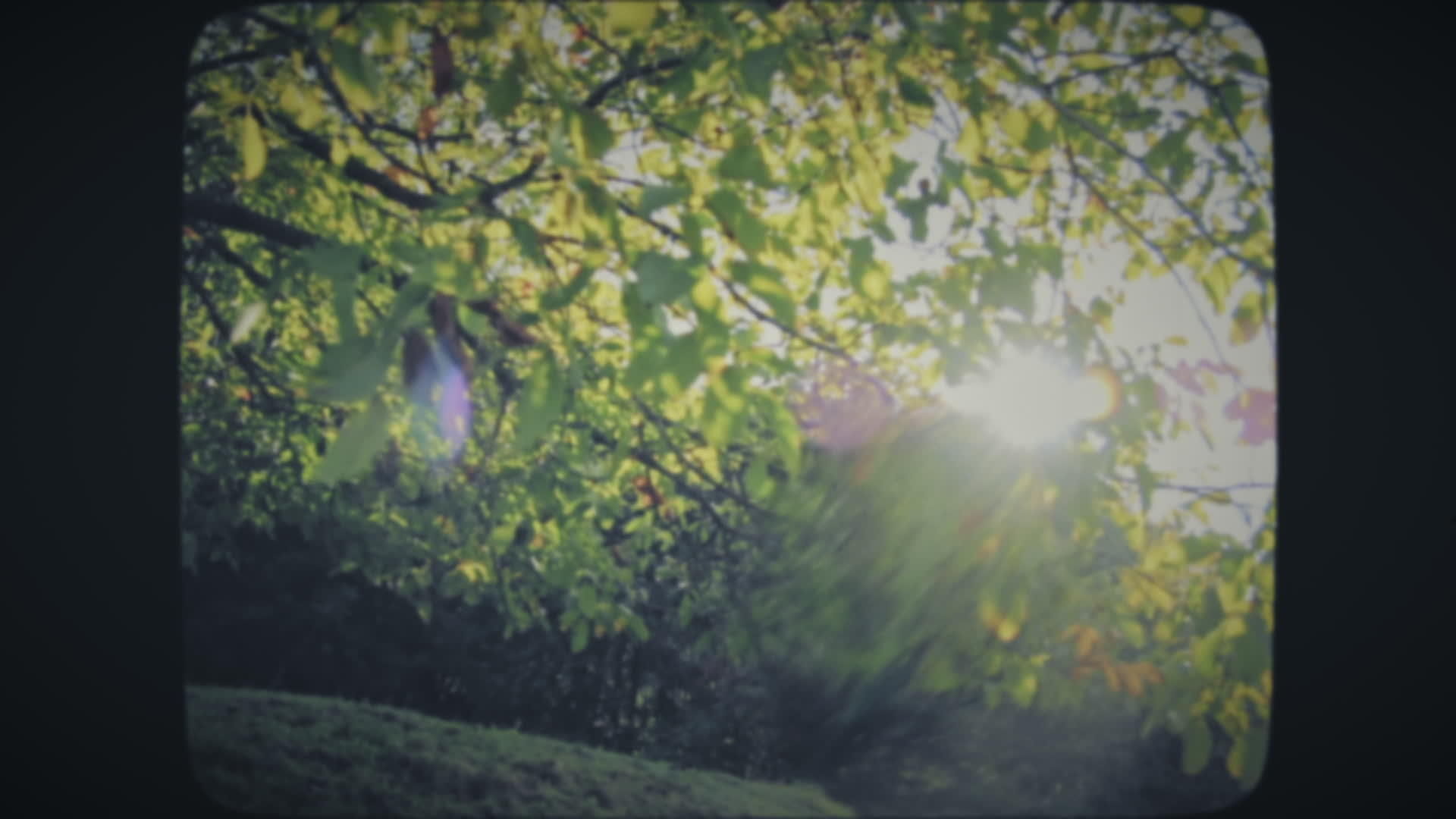 在金色的叶子之间有一个闪亮的太阳视频的预览图
