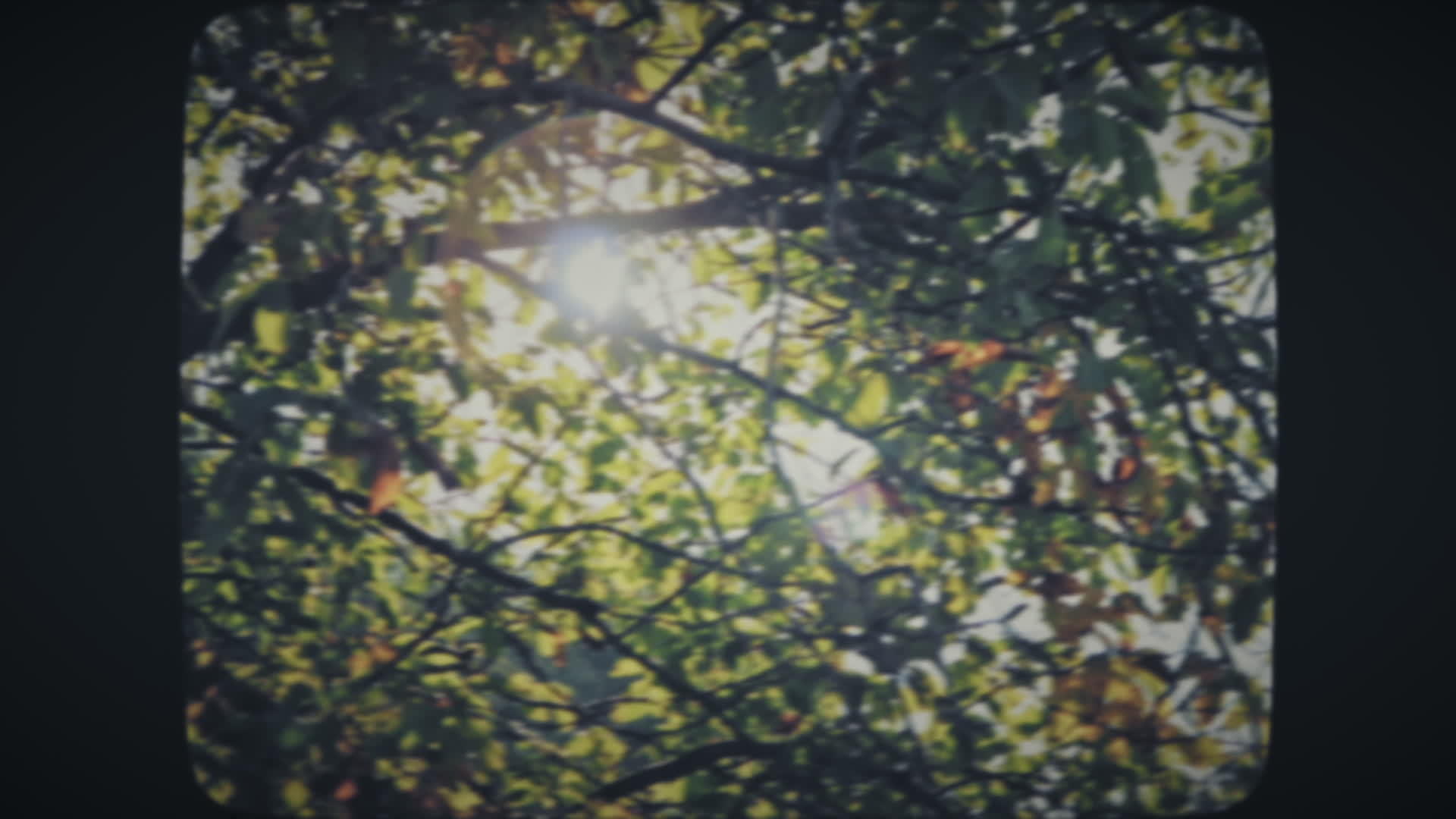 树上有金色的叶子视频的预览图