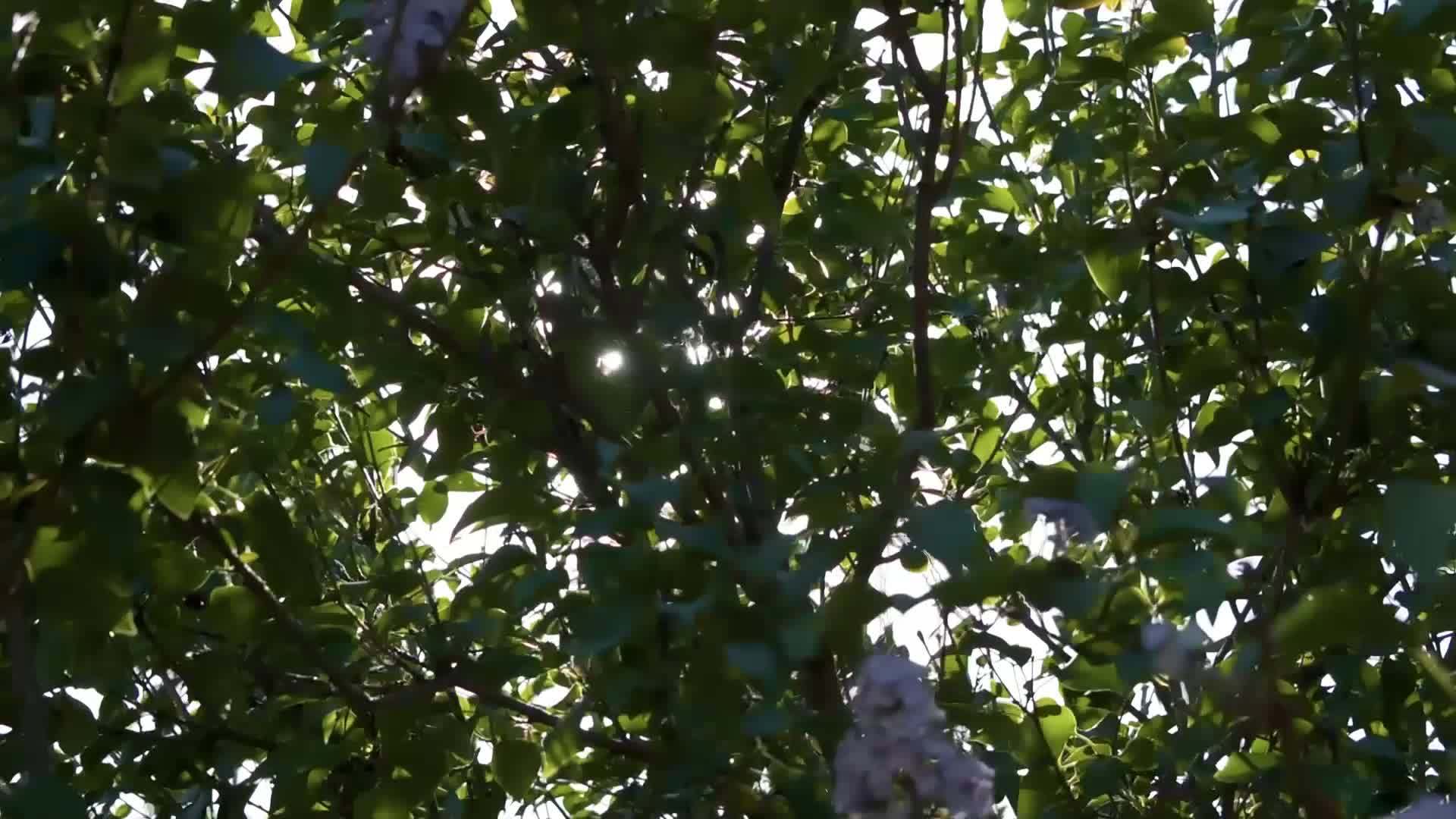 阳光照耀着树叶之间的阳光视频的预览图
