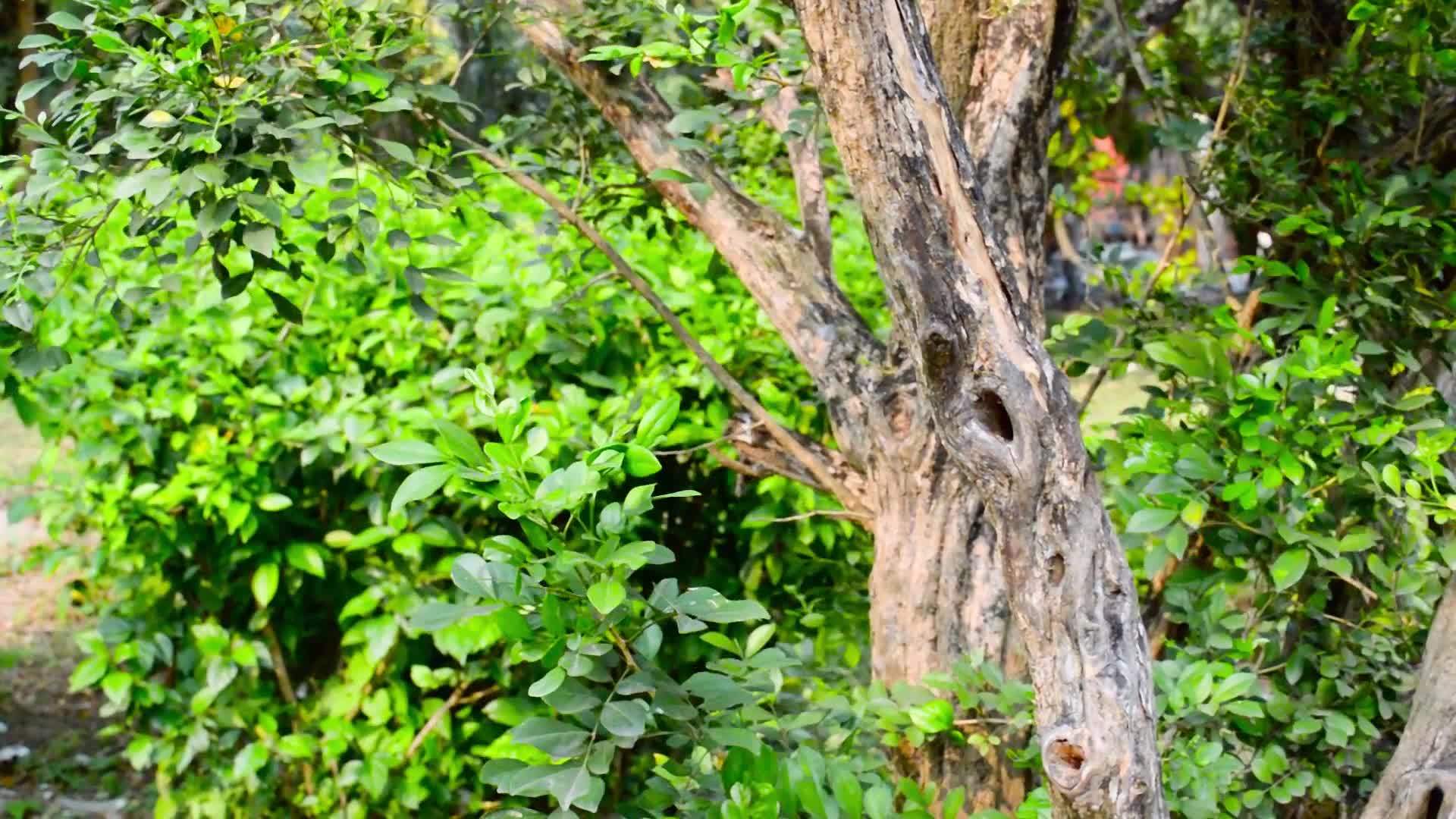 棕色森林树干环境中的绿色苔藓热带森林动物野生动物视频的预览图