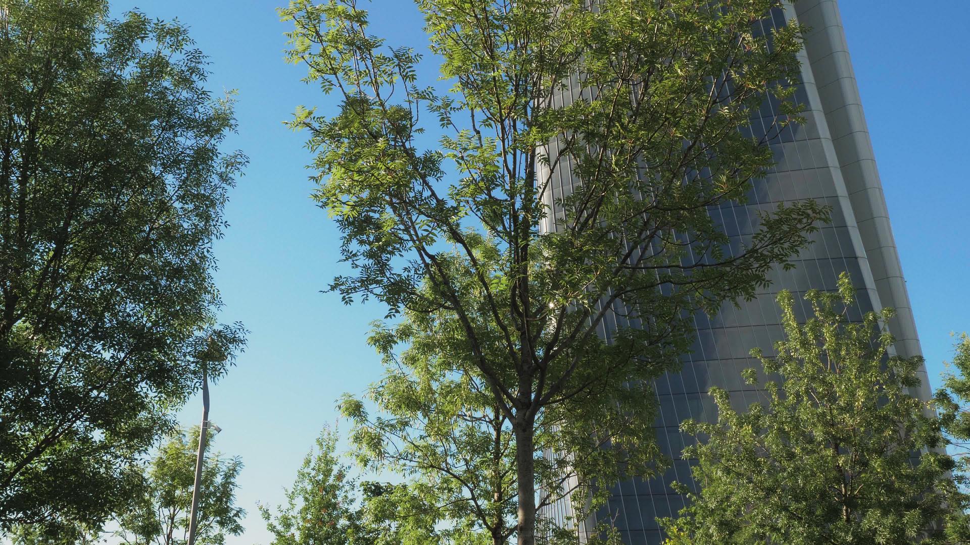 城市公园的摩天大楼视频的预览图