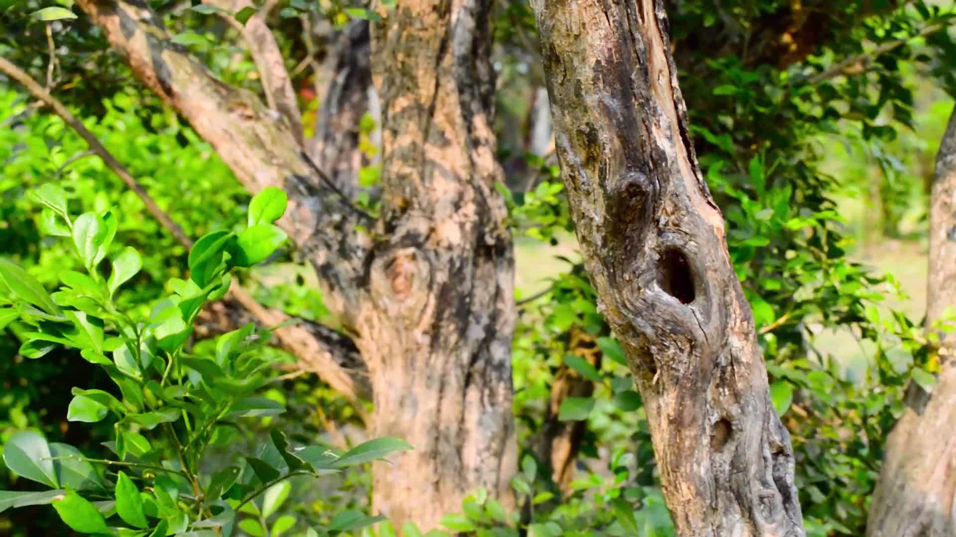树皮树干上的一个洞鸟动物巢在背景中关闭了绿色视频的预览图