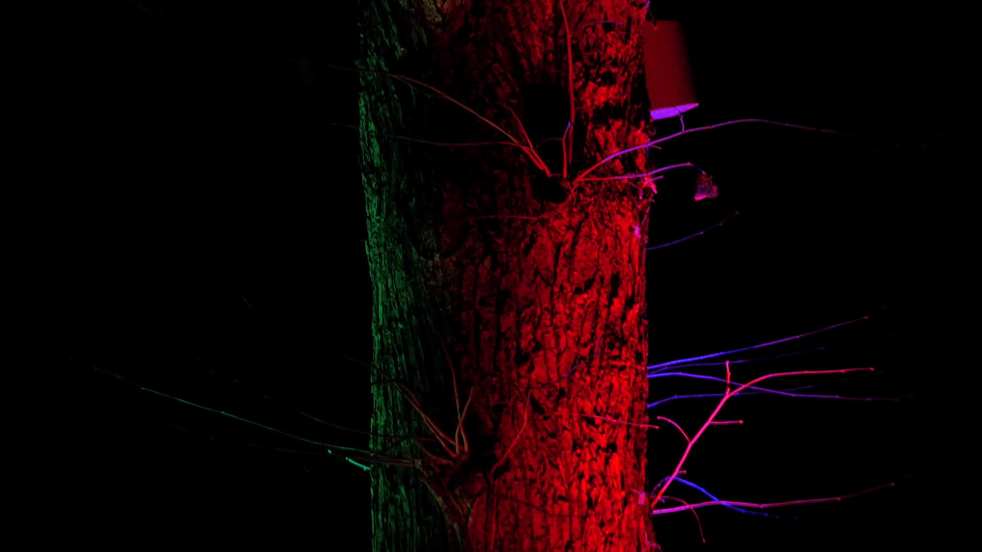 激光灯在树干上视频的预览图
