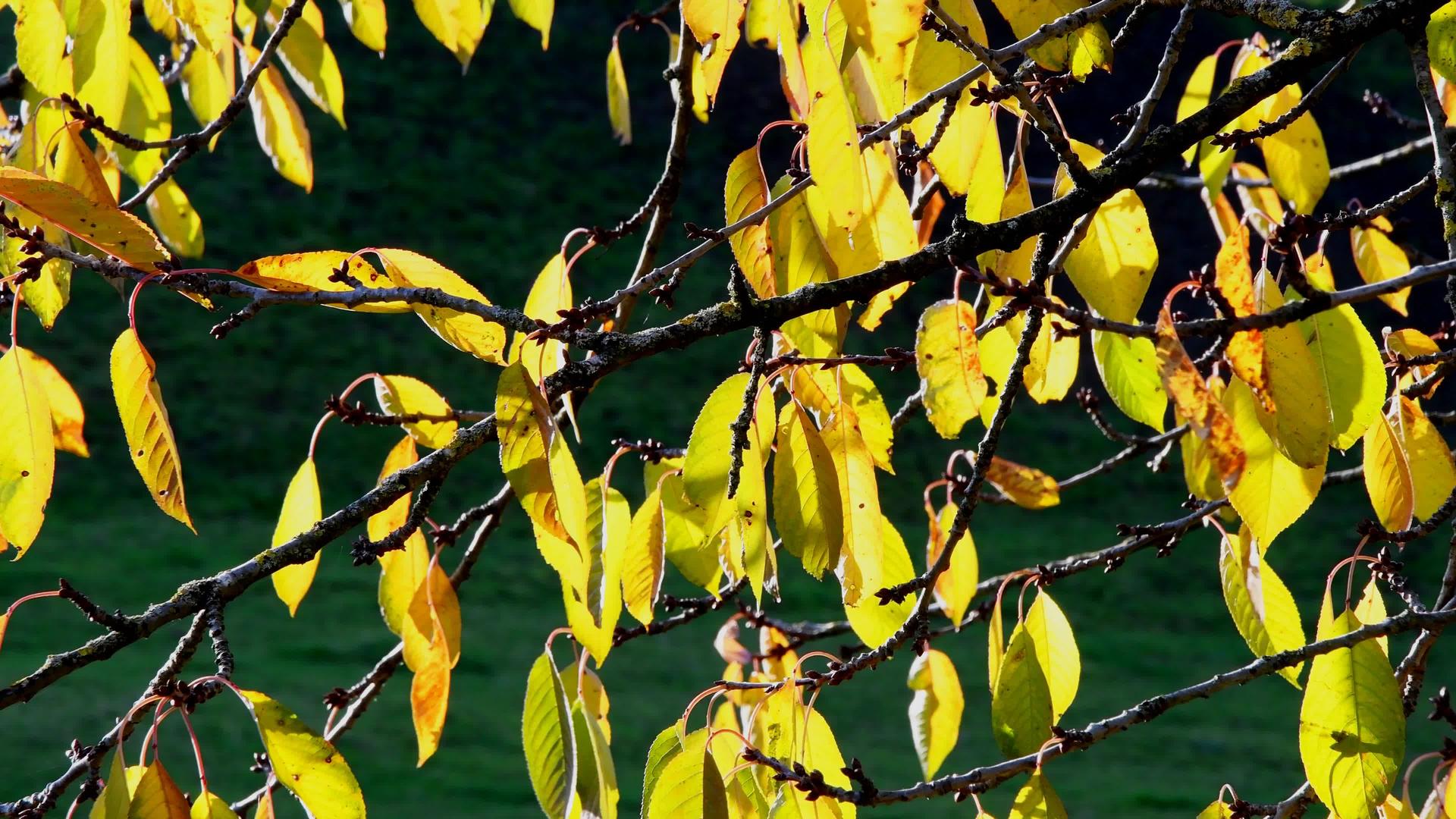 秋天油漆的叶子在柔和的风中飘浮视频的预览图