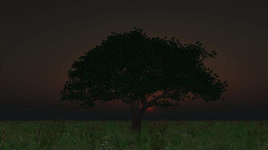 日出树4公里视频的预览图