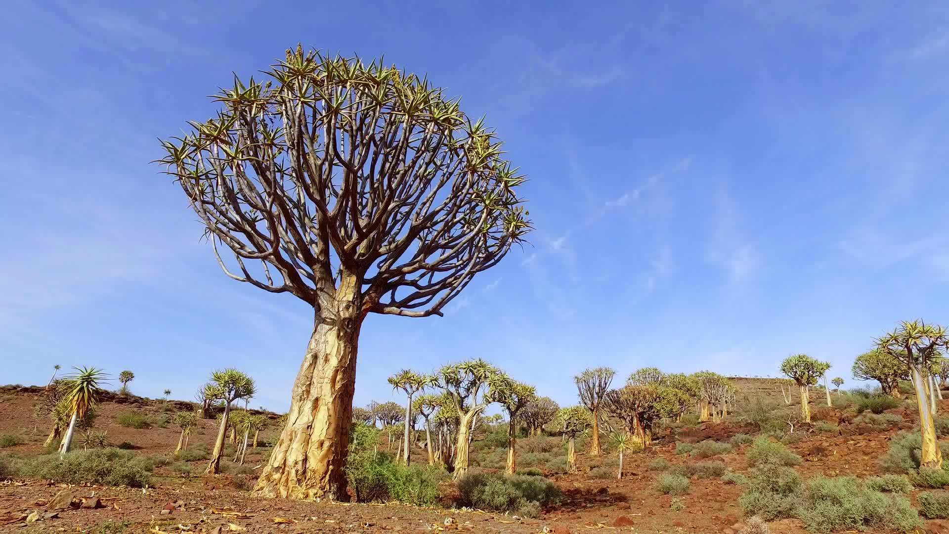 非洲南部的松树景观视频的预览图