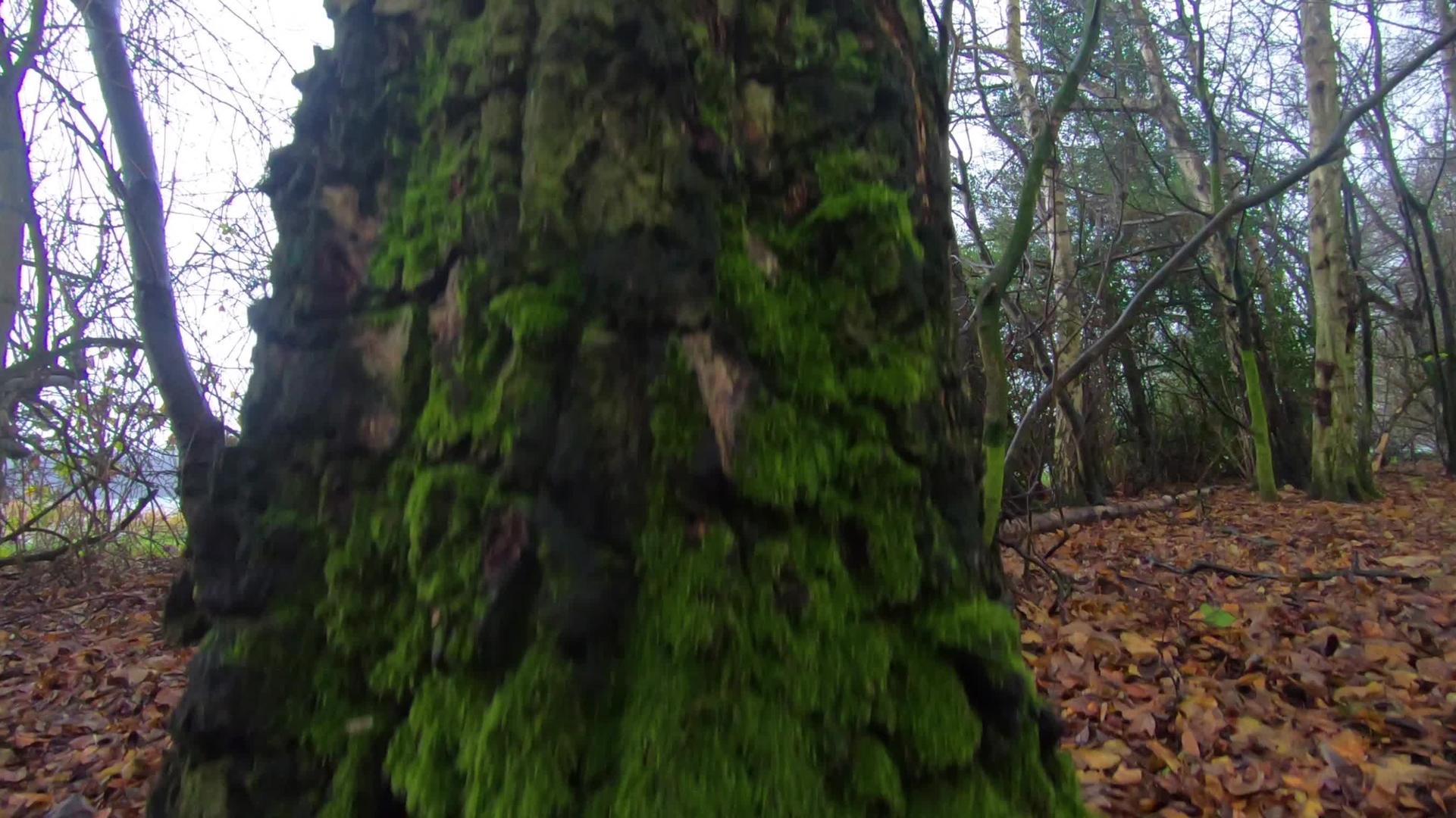 绿色森林树木树木树木剪影自然背景视频的预览图