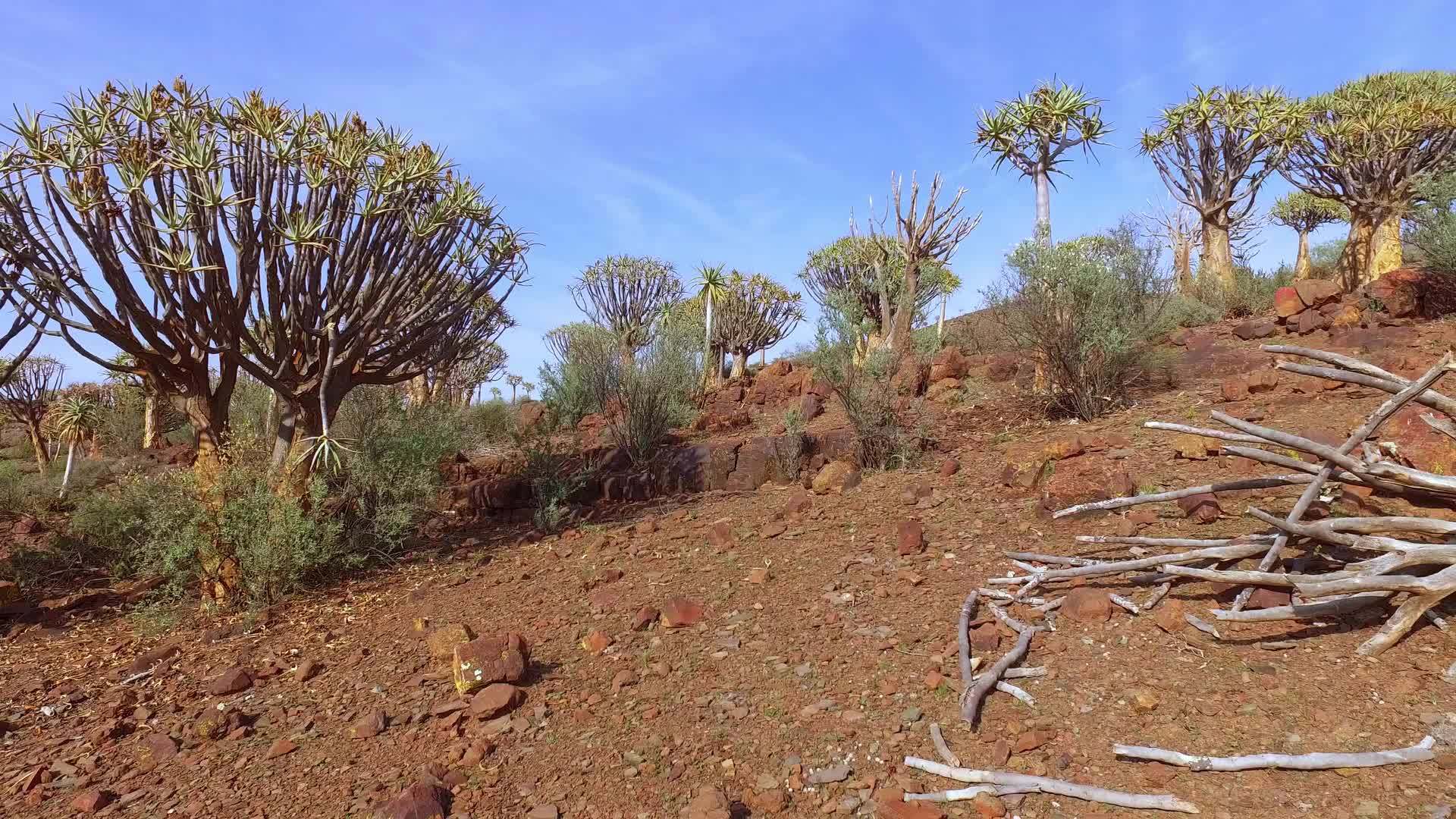 非洲南部的松树景观视频的预览图