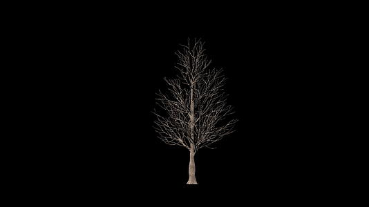 与黑色相比树木的生长时间折叠成黑色视频的预览图
