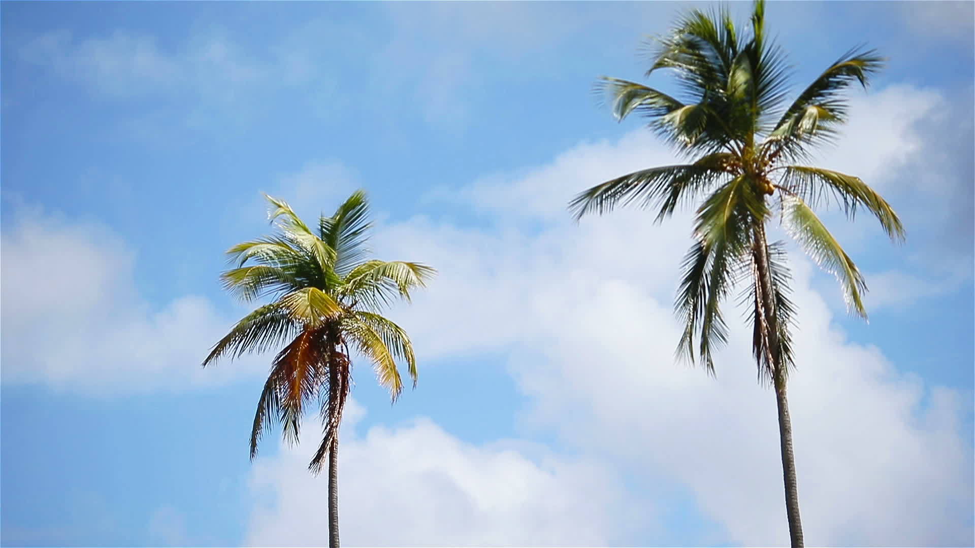 在棵大棕榈树在阳光明媚的蓝天上视频的预览图