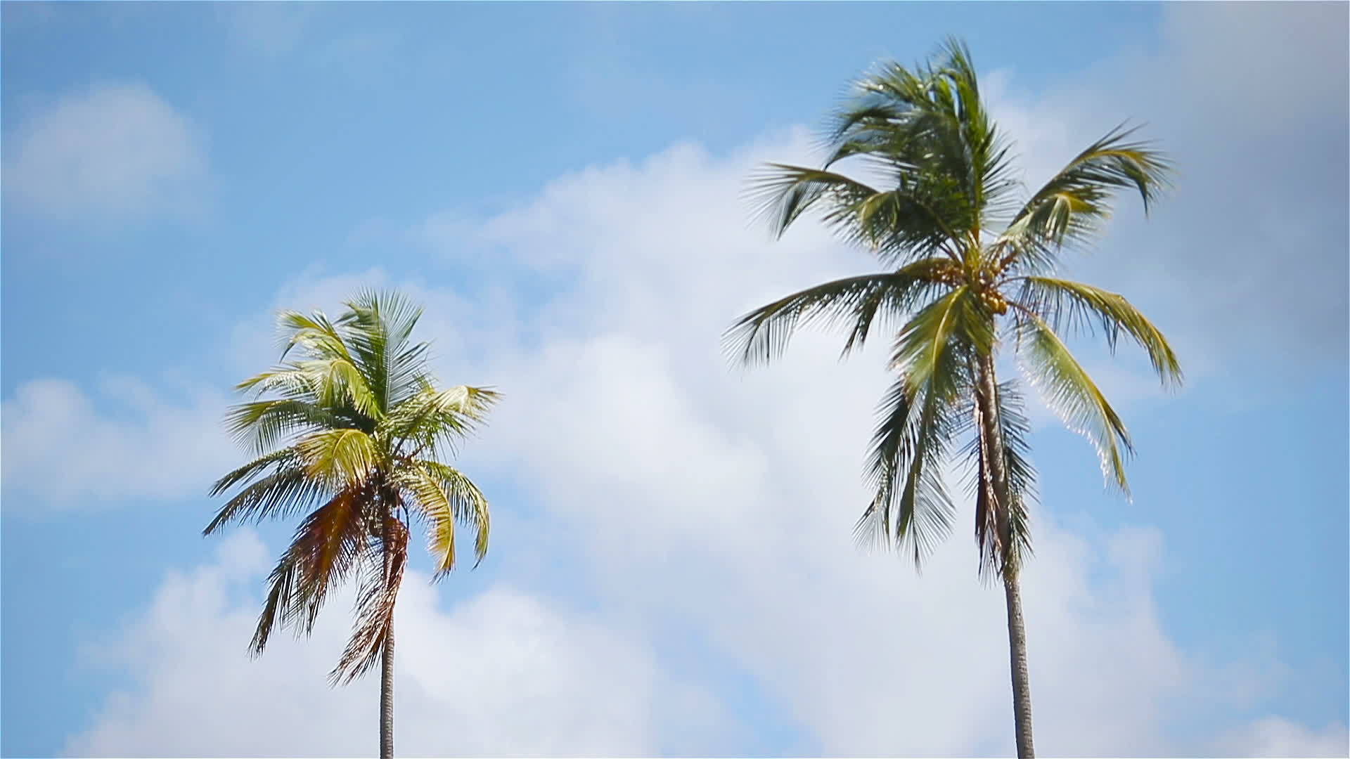 在棵大棕榈树在阳光明媚的蓝天上视频的预览图