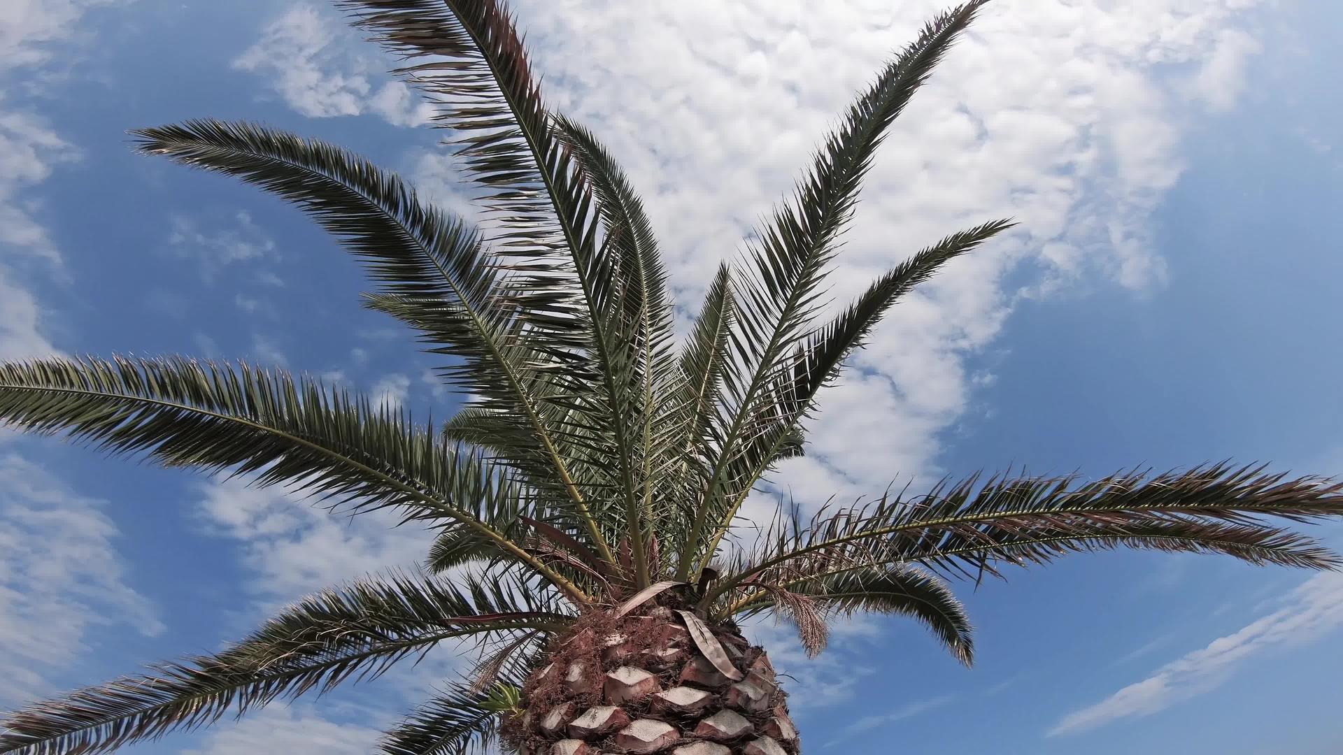 夏天的椰子树视频的预览图