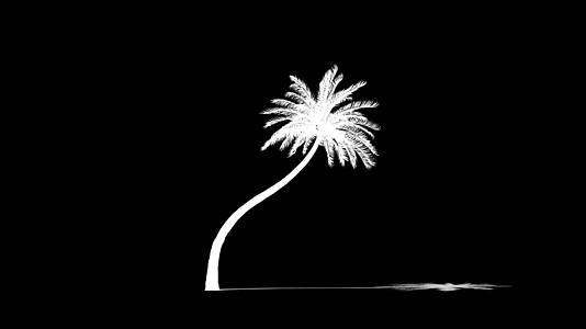 海滨棕榈树时间倒塌反黑生长视频的预览图