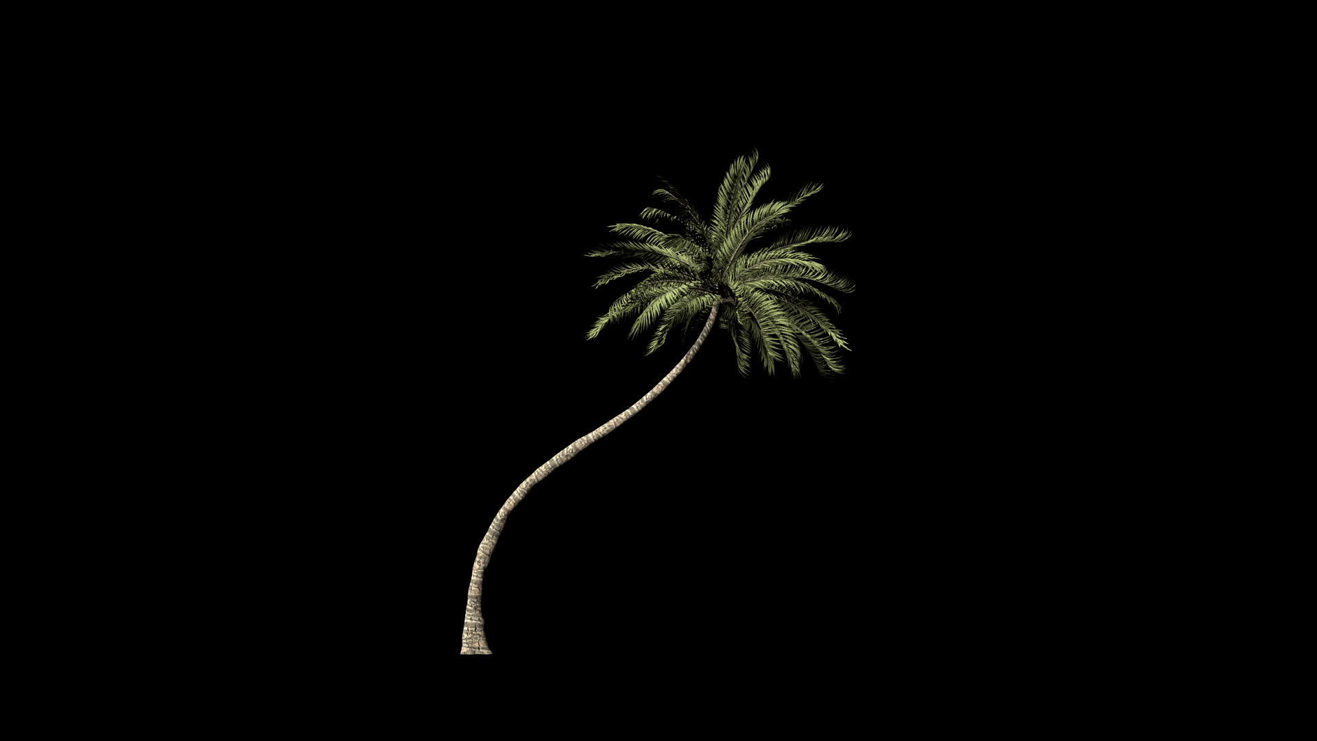 与黑色相比海边棕榈树的生长时间视频的预览图