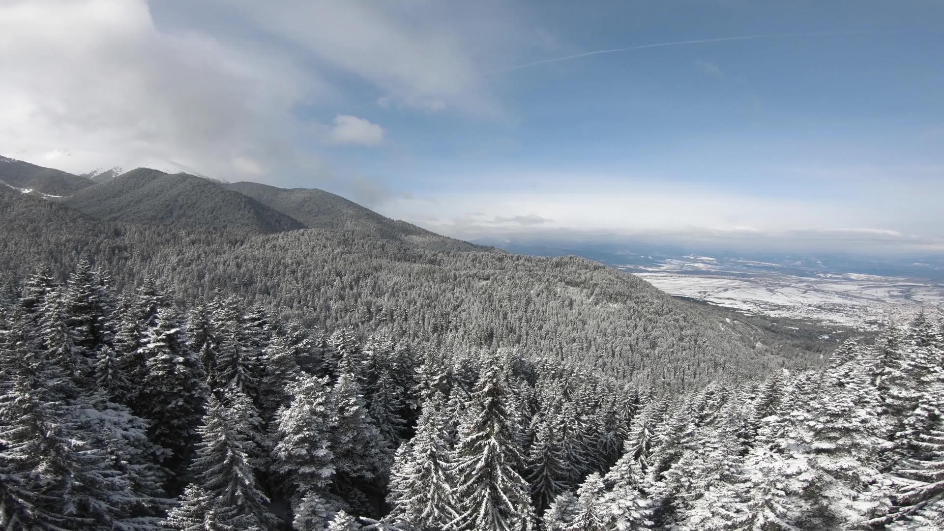 在阳光明媚的日子里在冬天的松树林里雪雪覆盖的树顶景观视频的预览图