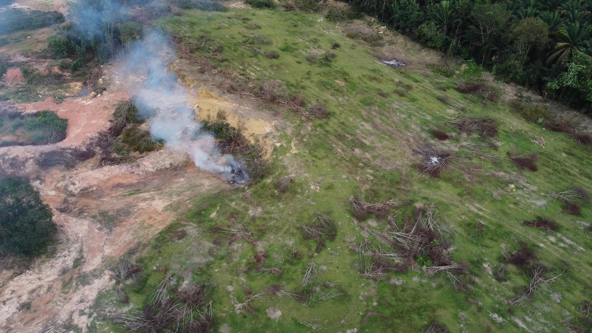 砍伐树木后它们被烧毁以扫地视频的预览图