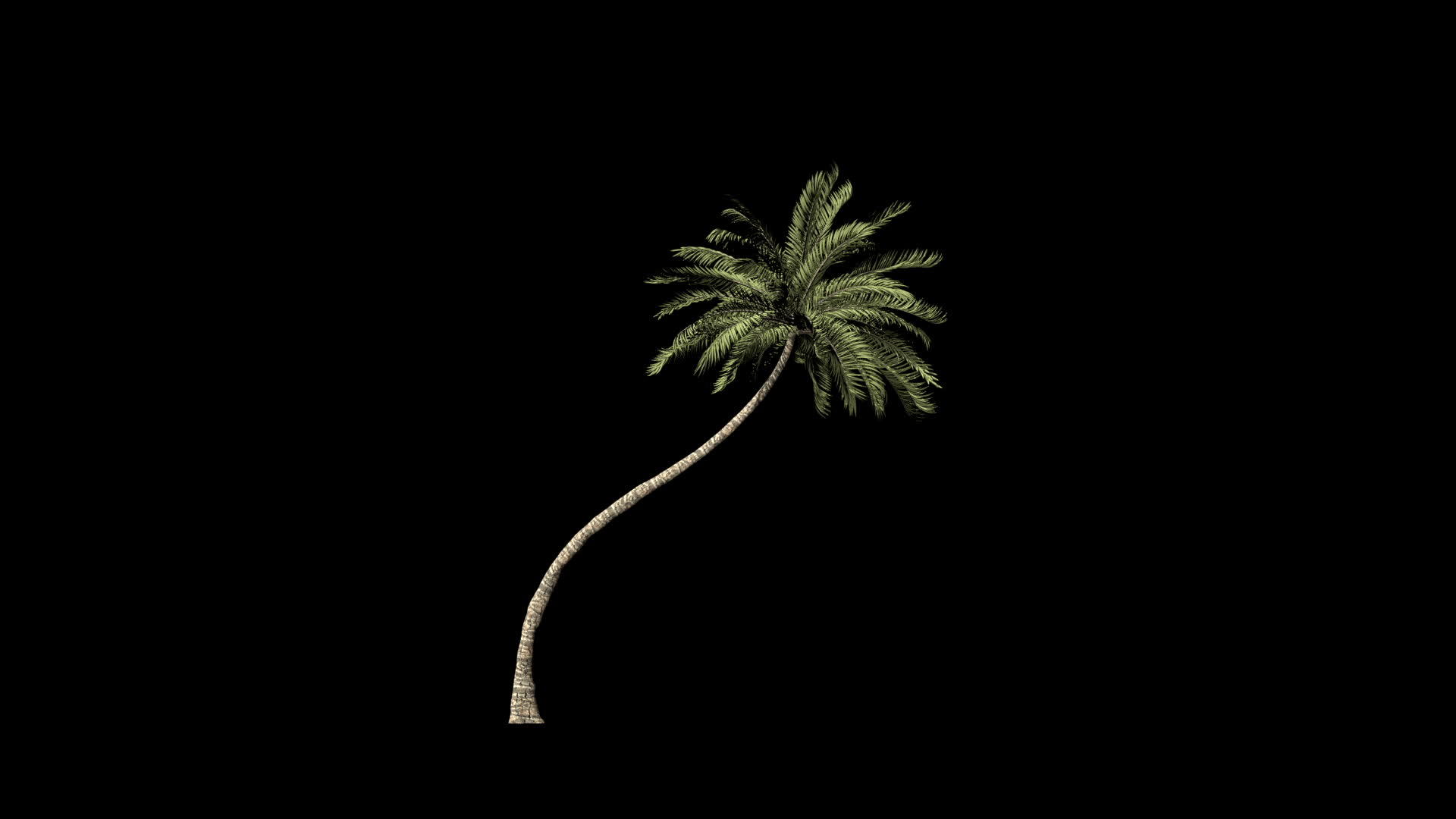 海边棕榈树生长时间过长乳头结膜附着于乳头结膜视频的预览图