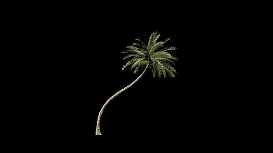 海边棕榈树生长时间过长乳头结膜附着于乳头结膜视频的预览图