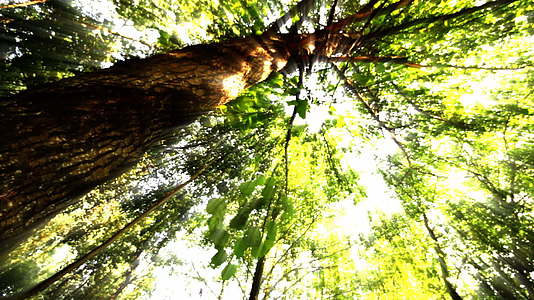 森林阳光光视频的预览图