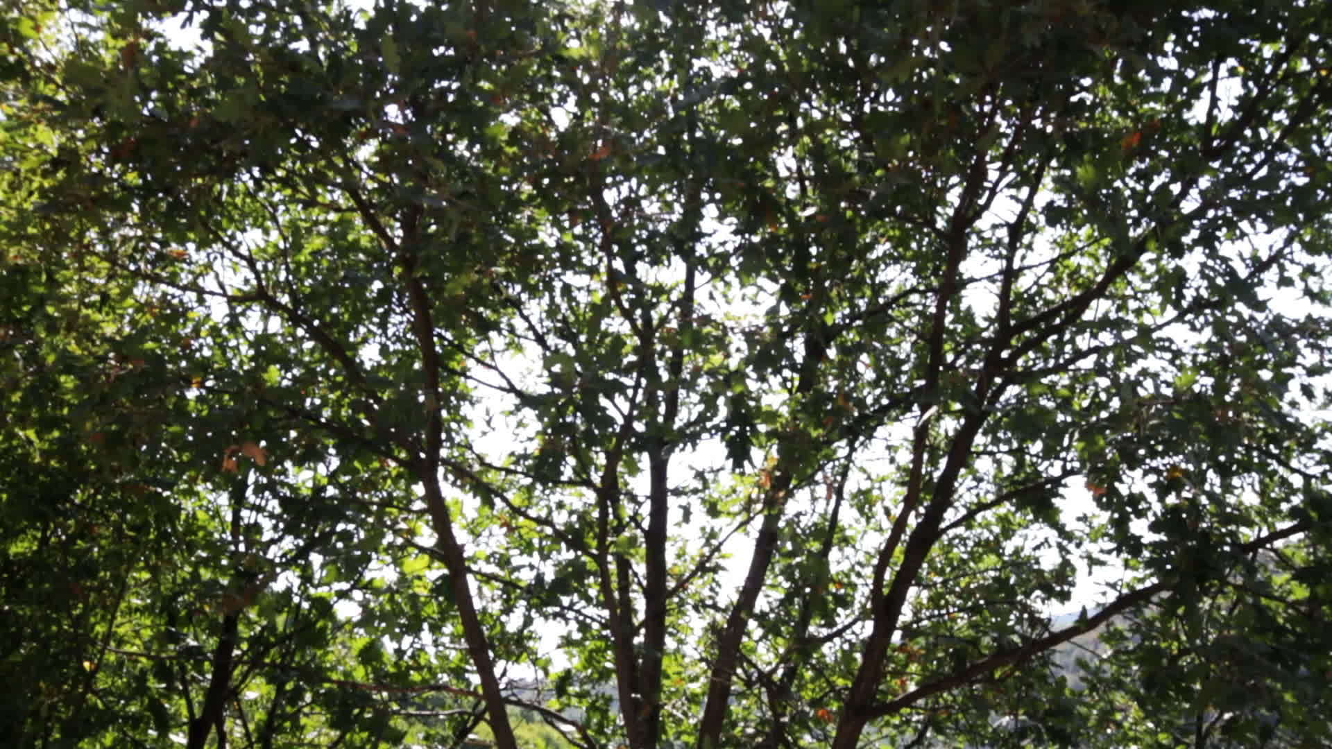 树太阳升起相机视频的预览图