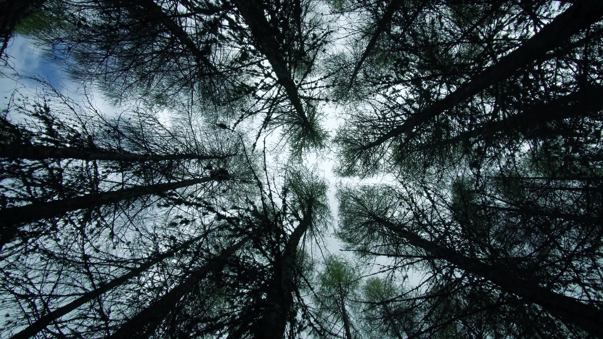 在森林里寻找松树穿过树顶旋转枯燥的透视线视频的预览图