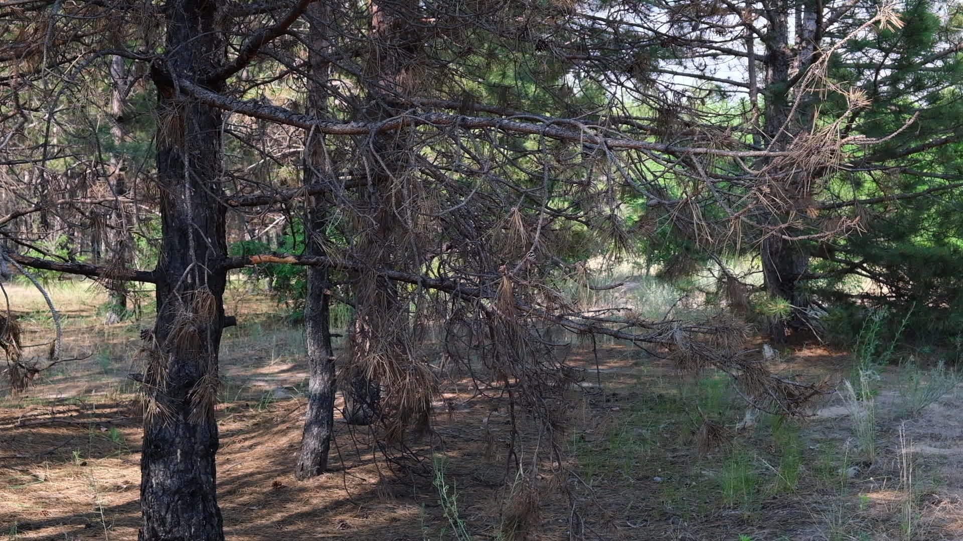 烧焦的松树干是灰黑色的视频的预览图