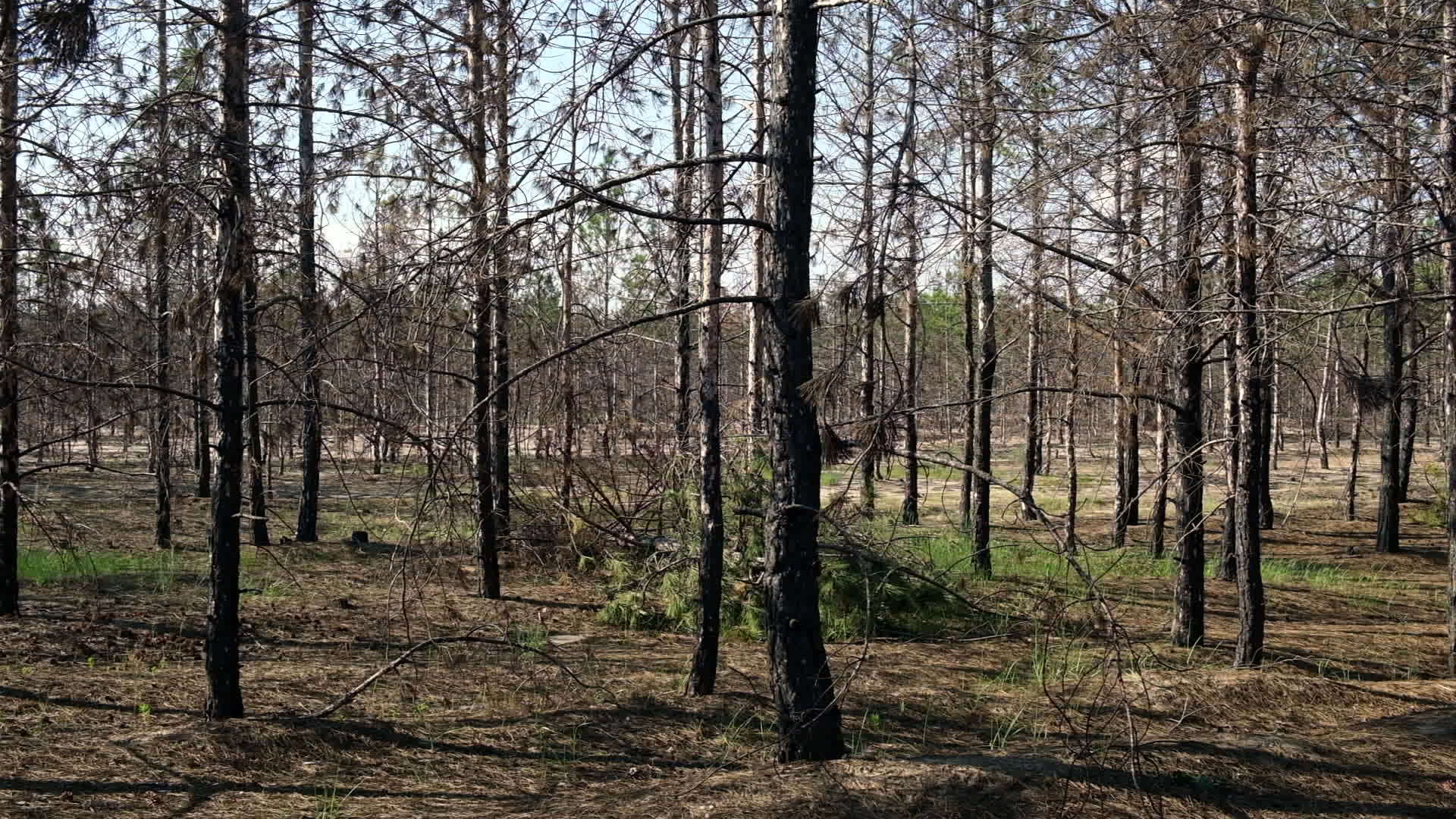 木林中烧焦的松树干是灰黑色的视频的预览图