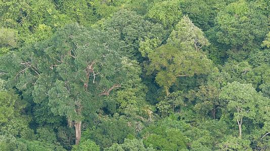 在刮风的日子里热带雨林中的绿色异国树冠明亮多汁视频的预览图