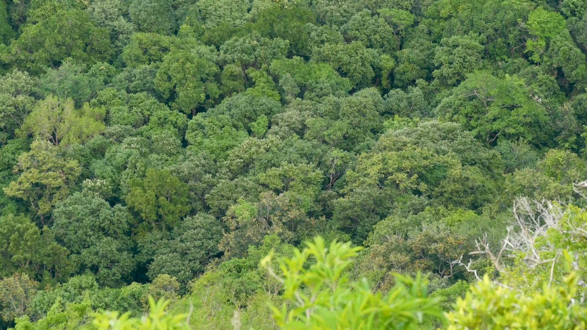 在刮风的日子里热带雨林中的绿色异国树冠明亮多汁视频的预览图