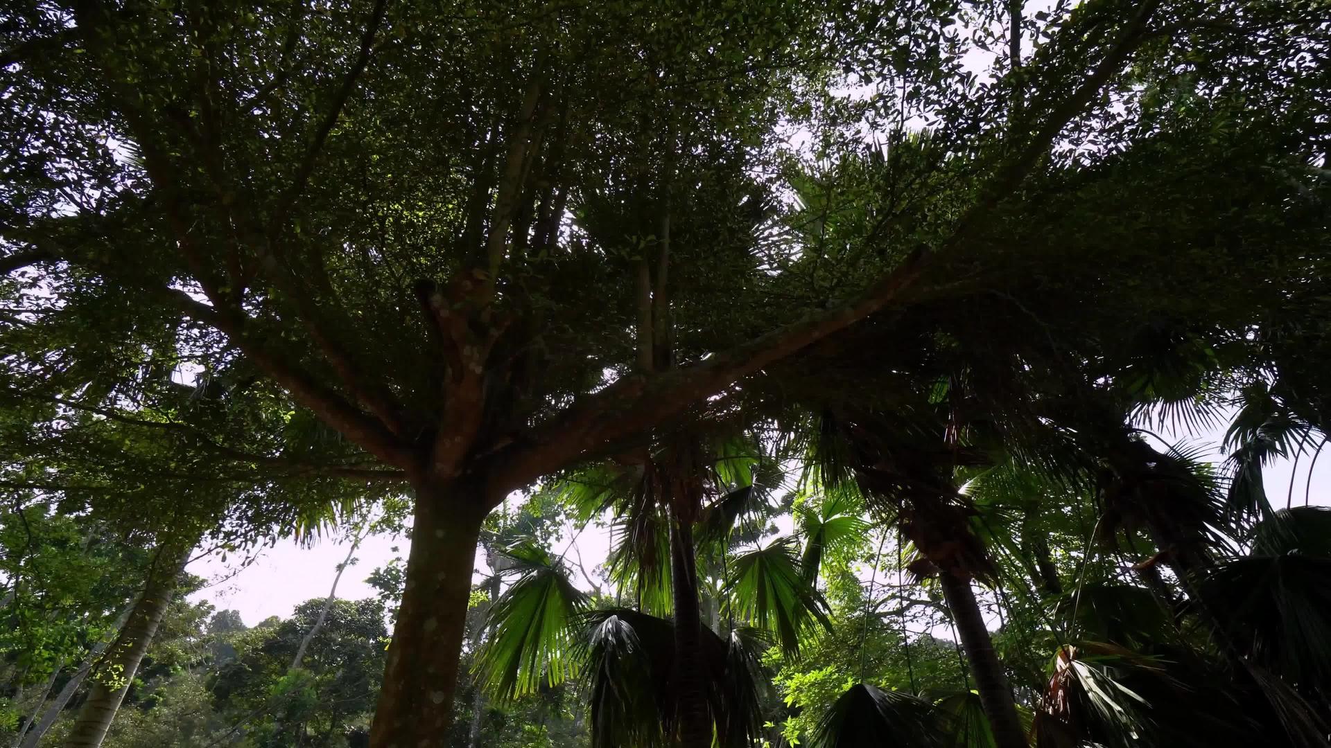 滑动热带雨林视频的预览图