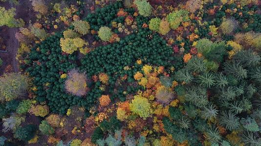 秋天森林的空中俯视绿树和黄树的落叶和针叶混交林视频的预览图