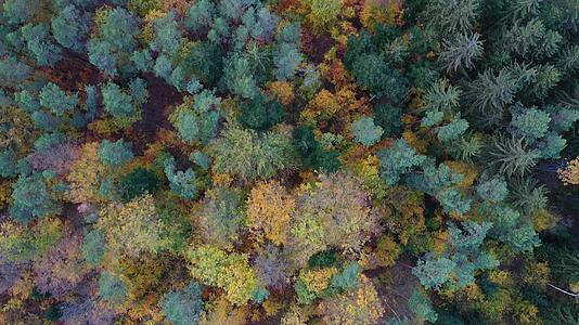 秋天森林的空中俯视绿树和黄树的落叶和针叶混交林视频的预览图