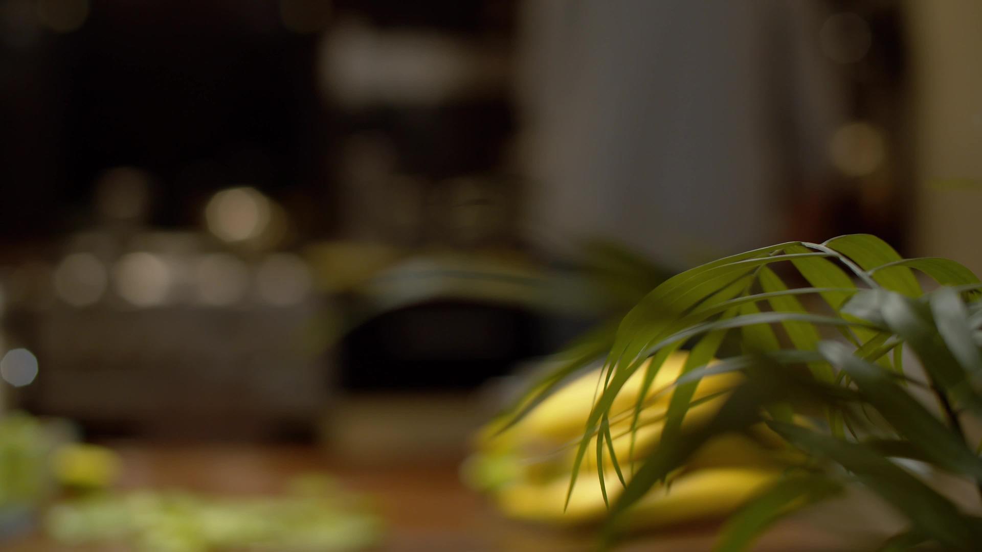 家用植物的叶子视频的预览图