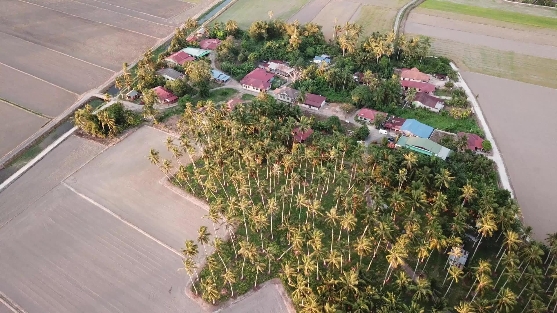 MalaysKampung空中椰子种植园视频的预览图