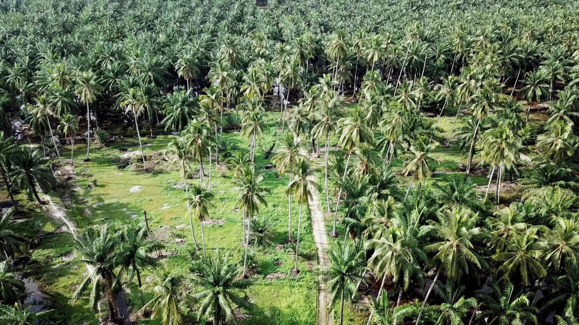 在热带椰子农场的边境公路上飞行视频的预览图