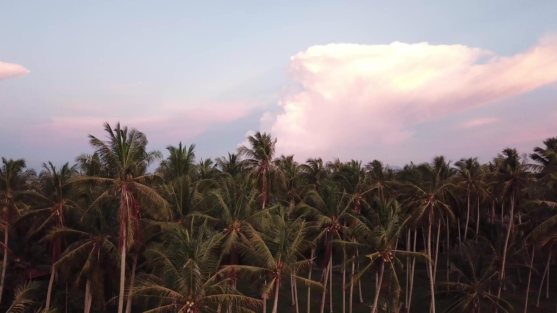 椰子树上方的滑石视频的预览图